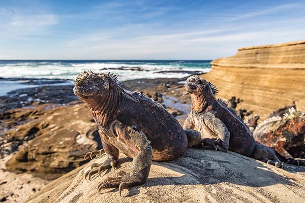 LP location cards_0007_Galapagos